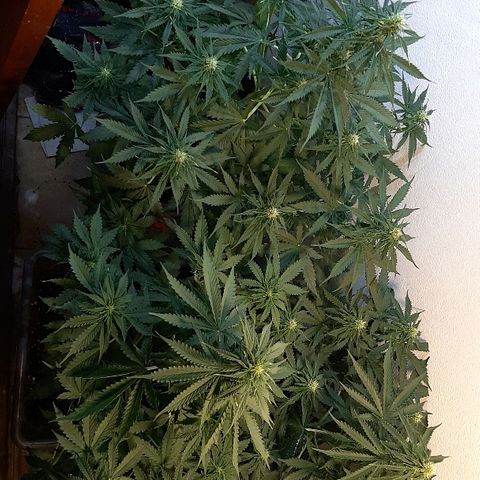 Amnesia XXL Auto #2 growlog timeline photo