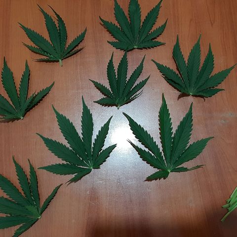 Amnesia XXL Auto #2 growlog photo: Desfoliacion en flora