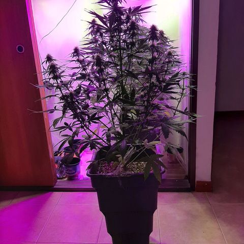Amnesia XXL Auto #2 growlog timeline photo