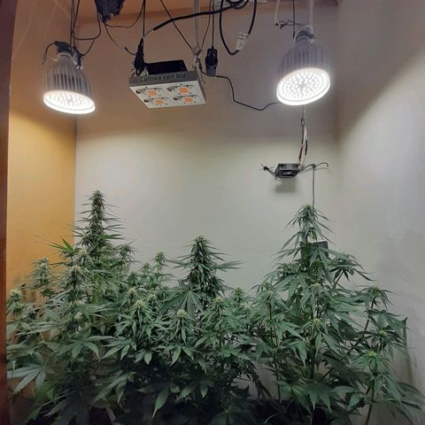 Amnesia XXL Auto #2 growlog photo: Cambio de lugar de plantas 