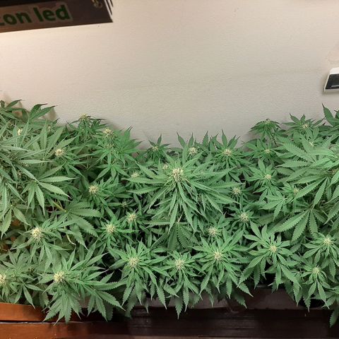 Amnesia XXL Auto #2 growlog photo: Cambio de lugar de plantas 