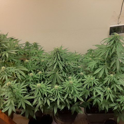 Amnesia XXL Auto #2 growlog photo: Cambio de lugar de plantas 