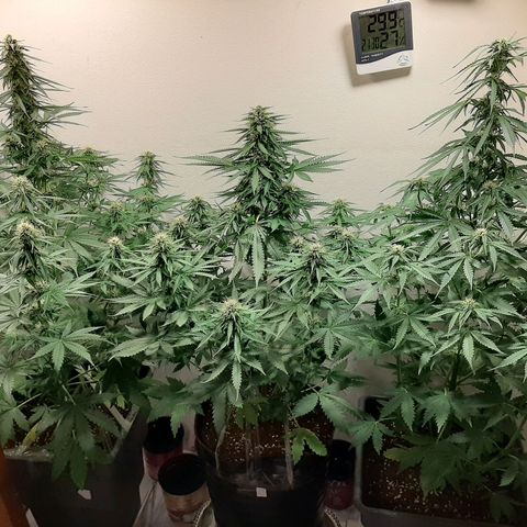 Amnesia XXL Auto #2 growlog timeline photo