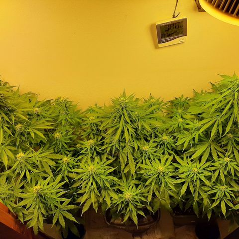 Amnesia XXL Auto #2 growlog timeline photo