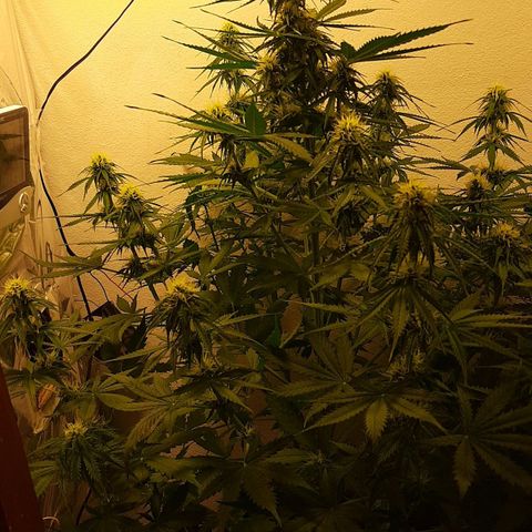 Amnesia XXL Auto #2 growlog timeline photo