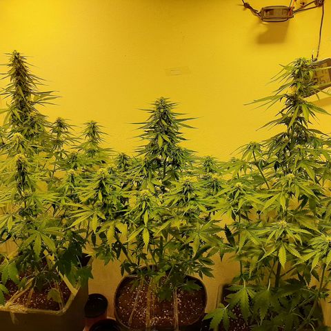 Amnesia XXL Auto #2 growlog timeline photo