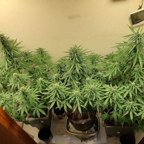 Amnesia XXL Auto #2 growlog timeline photo