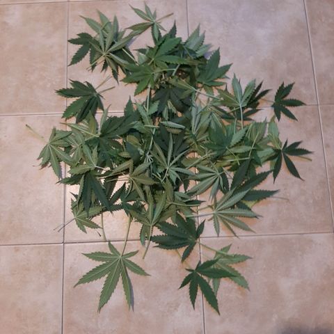 Amnesia XXL Auto #2 growlog timeline photo