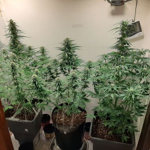 Amnesia XXL Auto #2 growlog photo: 2da desfoliacion intensiva seguida
Mejora LST ramaramas externas 
