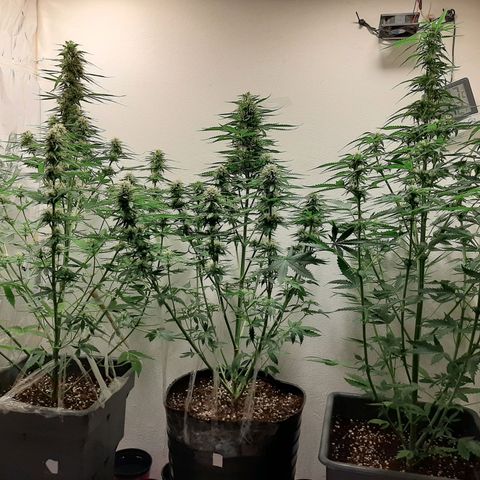Amnesia XXL Auto #2 growlog photo: 2da desfoliacion intensiva seguida
Mejora LST ramaramas externas 