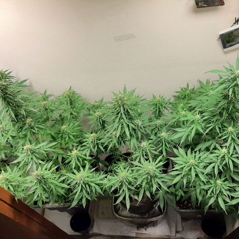 Amnesia XXL Auto #2 growlog photo: 2da desfoliacion intensiva seguida
Mejora LST ramaramas externas 