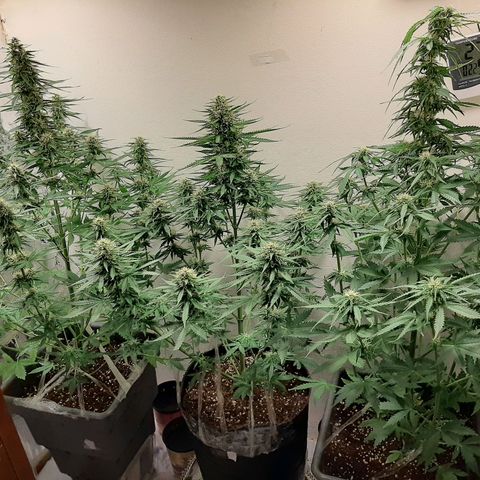 Amnesia XXL Auto #2 growlog timeline photo