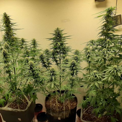 Amnesia XXL Auto #2 growlog timeline photo