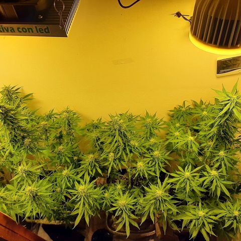 Amnesia XXL Auto #2 growlog timeline photo