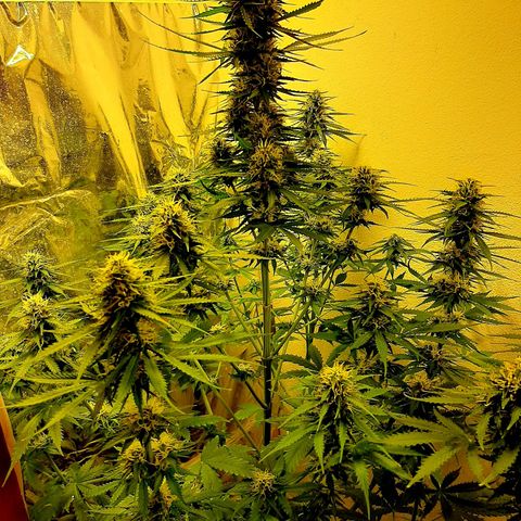 Amnesia XXL Auto #2 growlog timeline photo