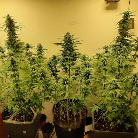 Amnesia XXL Auto #2 growlog timeline photo