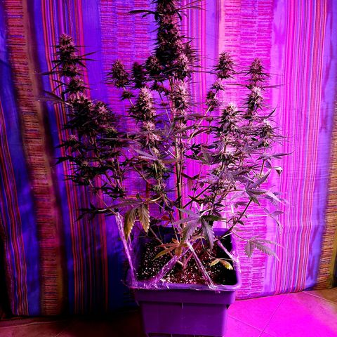 Amnesia XXL Auto #2 growlog timeline photo