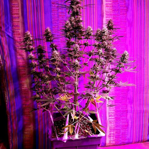 Amnesia XXL Auto #2 growlog timeline photo