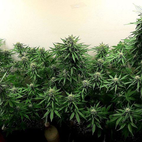 Amnesia XXL Auto #2 growlog timeline photo