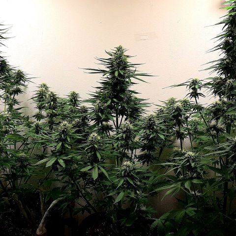 Amnesia XXL Auto #2 growlog timeline photo
