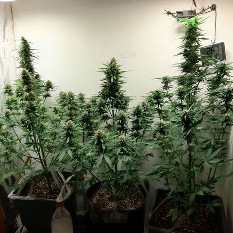Amnesia XXL Auto #2 growlog timeline photo