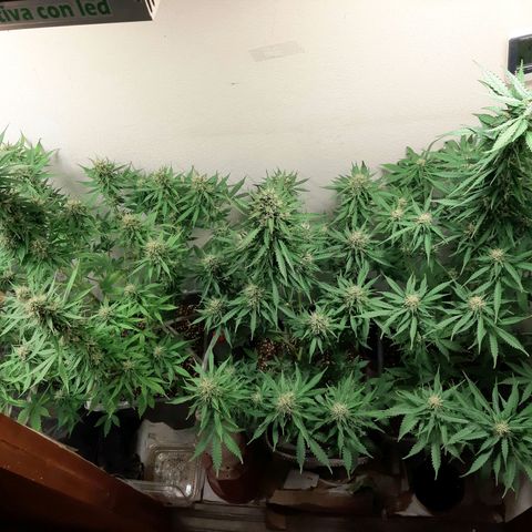 Amnesia XXL Auto #2 growlog timeline photo