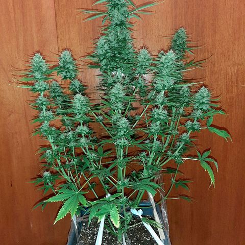 Amnesia XXL Auto #2 growlog timeline photo
