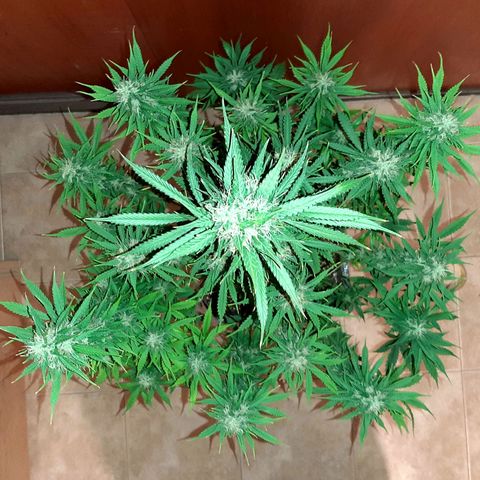 Amnesia XXL Auto #2 growlog timeline photo