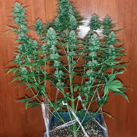 Amnesia XXL Auto #2 growlog timeline photo