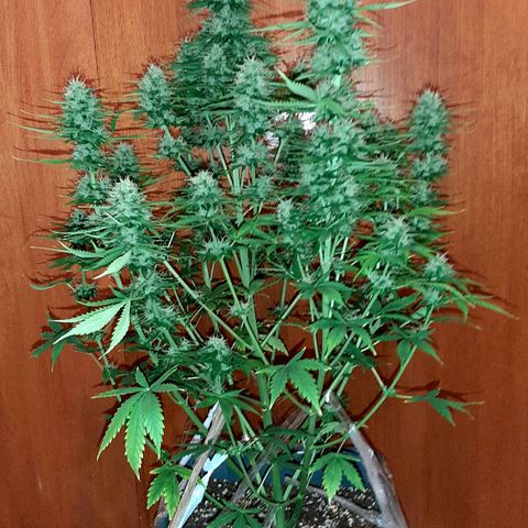 Amnesia XXL Auto #2 growlog timeline photo