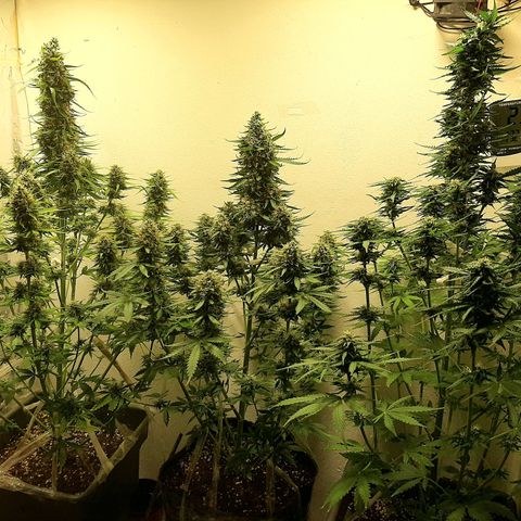 Amnesia XXL Auto #2 growlog timeline photo
