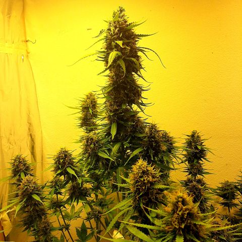 Amnesia XXL Auto #2 growlog timeline photo