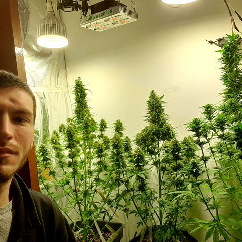 Amnesia XXL Auto #2 growlog timeline photo