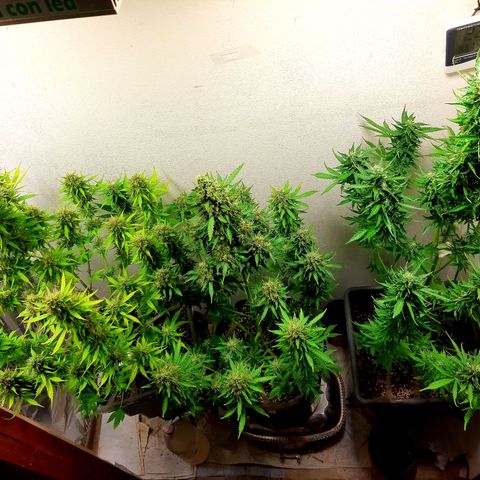 Amnesia XXL Auto #2 growlog timeline photo