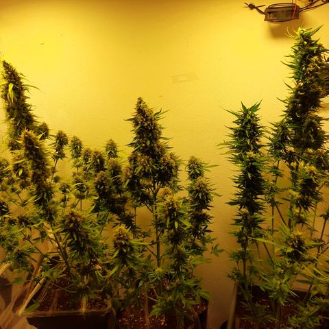 Amnesia XXL Auto #2 growlog timeline photo