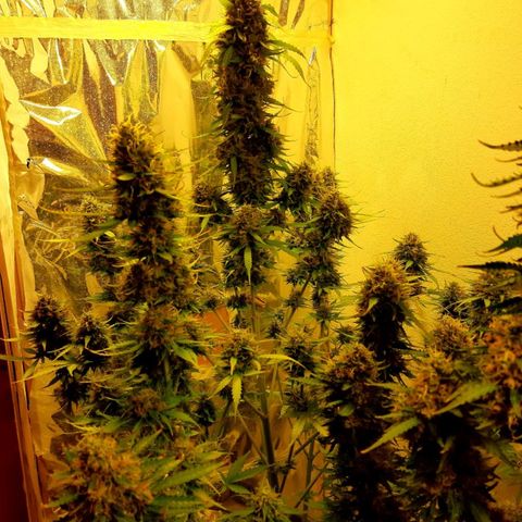 Amnesia XXL Auto #2 growlog timeline photo