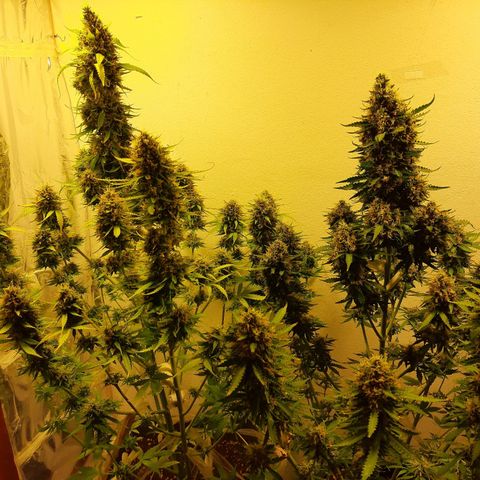 Amnesia XXL Auto #2 growlog timeline photo