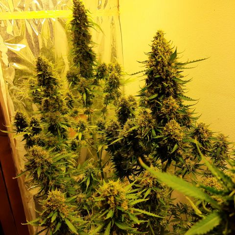 Amnesia XXL Auto #2 growlog timeline photo
