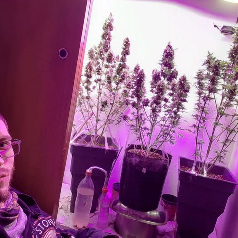 Amnesia XXL Auto #2 growlog timeline photo