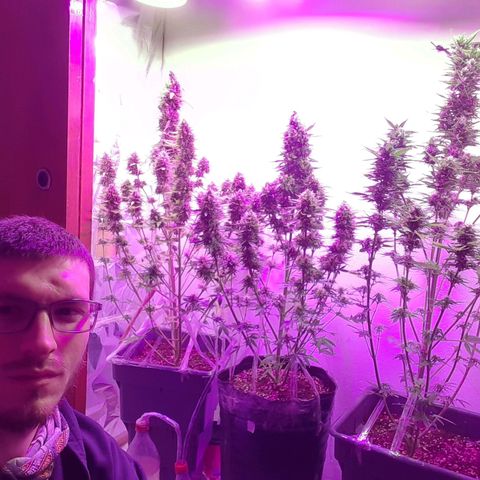 Amnesia XXL Auto #2 growlog timeline photo