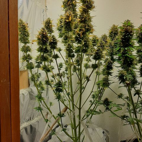 Amnesia XXL Auto #2 growlog photo: Técnica hielo 