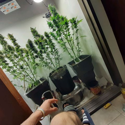 Amnesia XXL Auto #2 growlog timeline photo