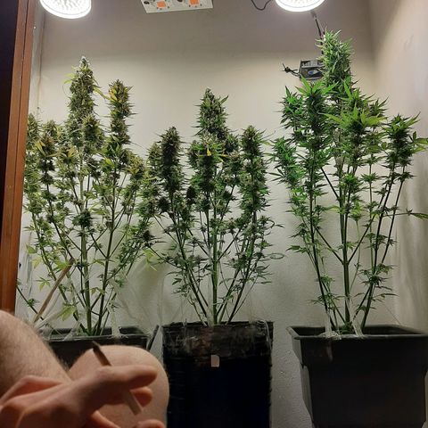 Amnesia XXL Auto #2 growlog timeline photo