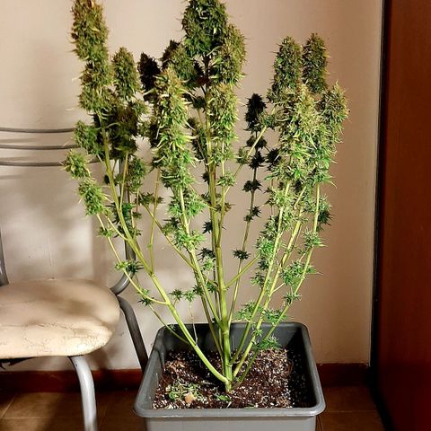 Amnesia XXL Auto #2 growlog photo: Cosecha