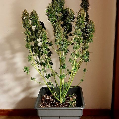 Amnesia XXL Auto #2 growlog photo: Cosecha