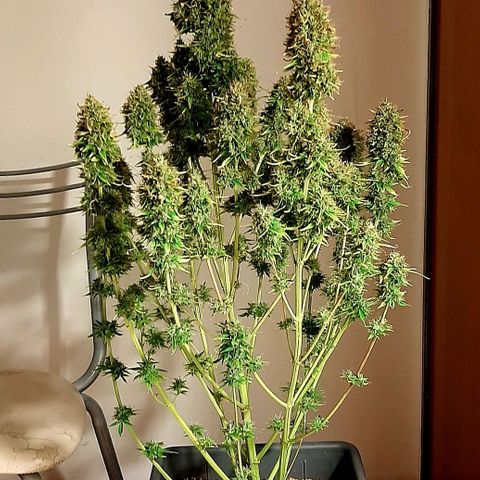 Amnesia XXL Auto #2 growlog photo: Cosecha