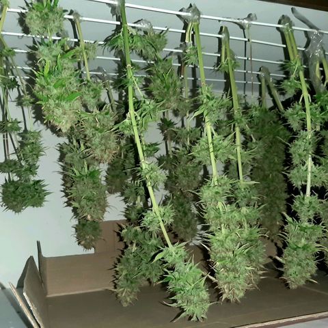 Amnesia XXL Auto #2 growlog photo: Cosecha