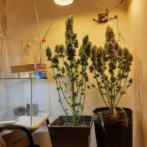 Amnesia XXL Auto #2 growlog timeline photo