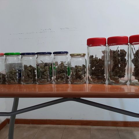 Amnesia XXL Auto #2 growlog timeline photo