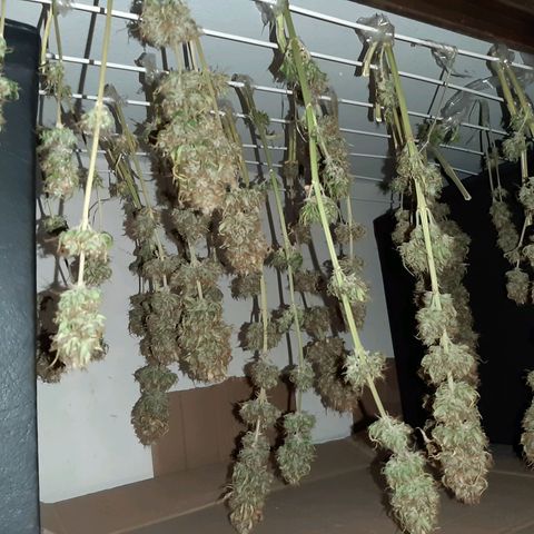Amnesia XXL Auto #2 growlog timeline photo